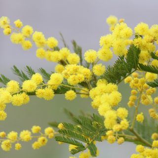 mimosa 8 marzo