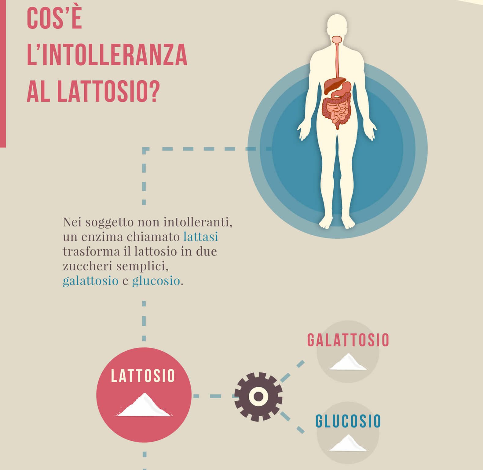 infografica su intolleranza al lattosio, la spiegazione su cos'é l'intolleranza al lattosio