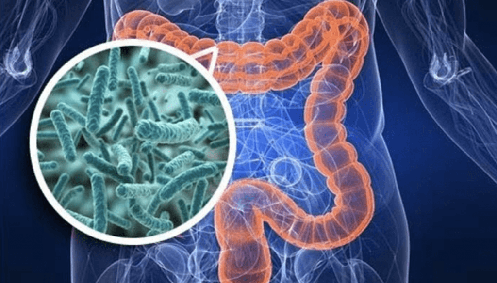 Schermata 2021 08 13 alle 09.00.14 Cos’è il microbiota intestinale? Quali sono le sue funzioni?