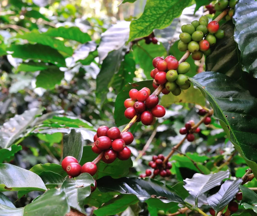 la coffea e la pianta da cui si ottiene il caffe Il caffè nella dieta, quanti berne?