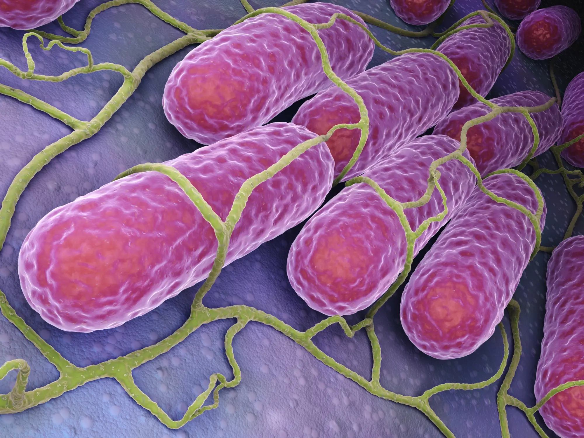 il ruolo del microbiota per dimagrire in menopausa