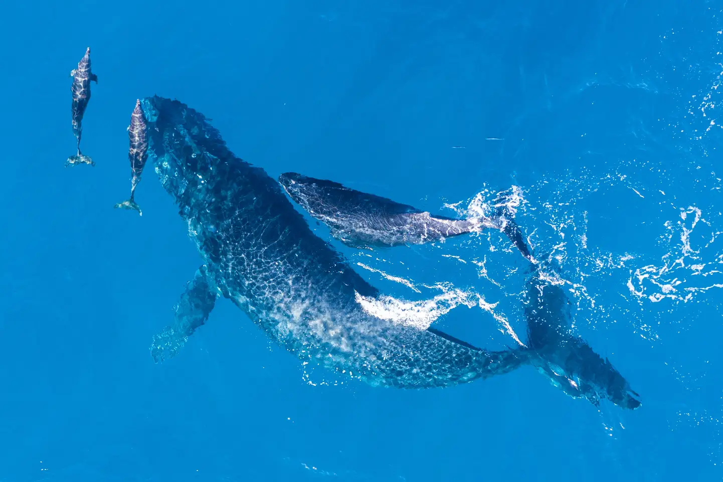 la menopausa è un fenomeno che caratterizza alcune specie animali oltre all'uomo come delfini e balene