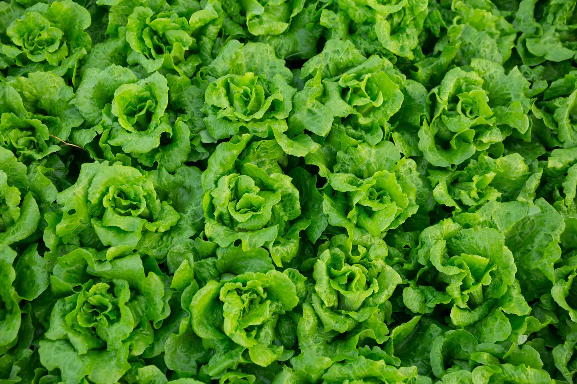 le verdure a foglia larga aiutano a ridurre le caviglie gonfie