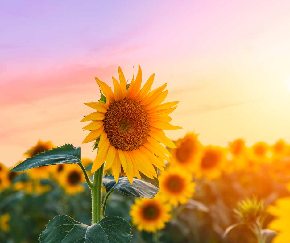 Oli e microbiota: il girasole