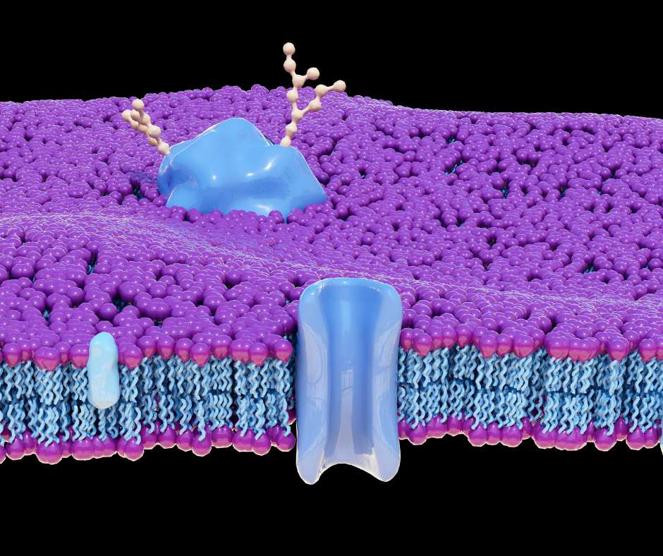 Proteine Animali e Vegetali: servono ai muscoli?