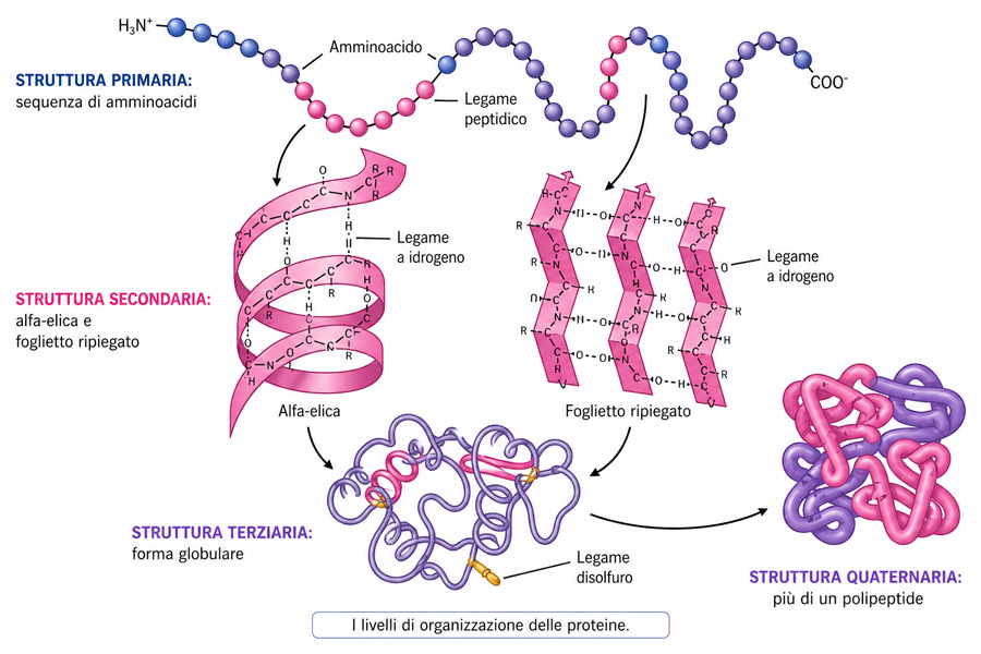 Struttura delle Proteine